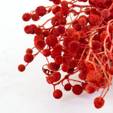 Sago, Dried, Red