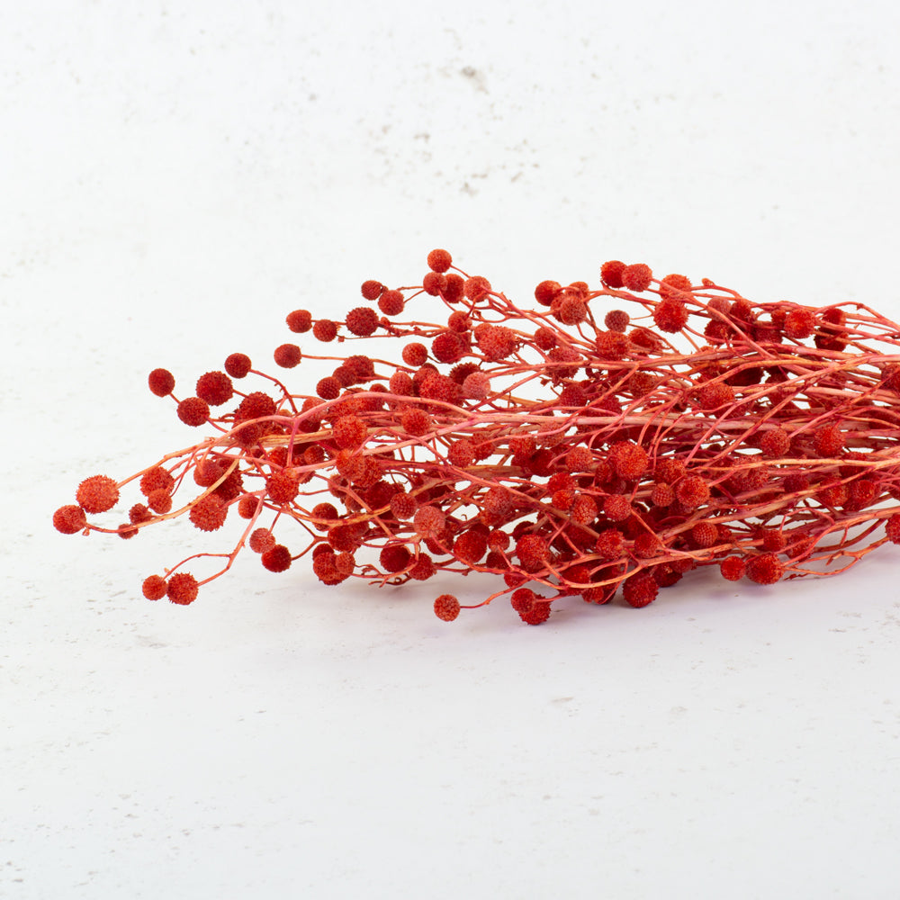 Sago, Dried, Red