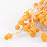 Sago, Dried, Orange