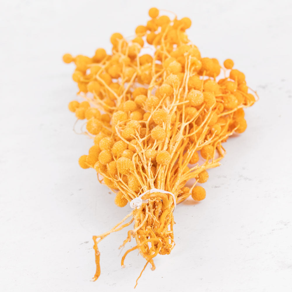 Sago, Dried, Orange