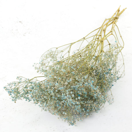 Gypsophila, Dried, Light Blue, 5 Stem Bunch