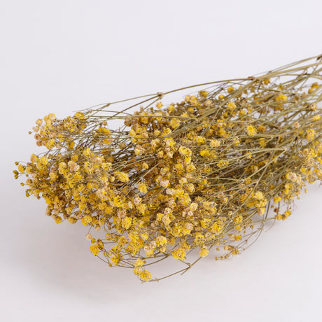 Close up of a bunch of dried gypsophila bunch in yellow.