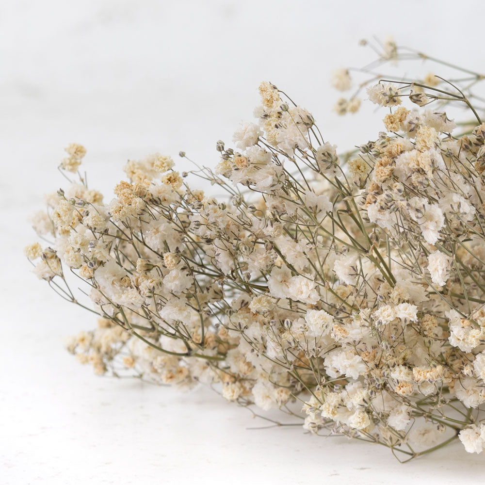 Gypsophila, Dried, Natural White, 5 Stem Bunch