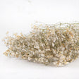 Gypsophila, Dried, Natural White, 5 Stem Bunch