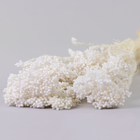 Ozothamnus, Bleached White, 80g