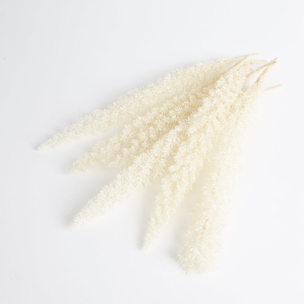 Foxtail Fern, (Verdissimo), Preserved, White