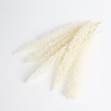 Foxtail Fern, (Verdissimo), Preserved, White