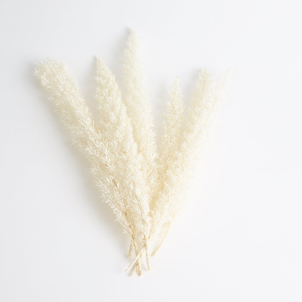 Foxtail Fern, (Verdissimo), Preserved, White