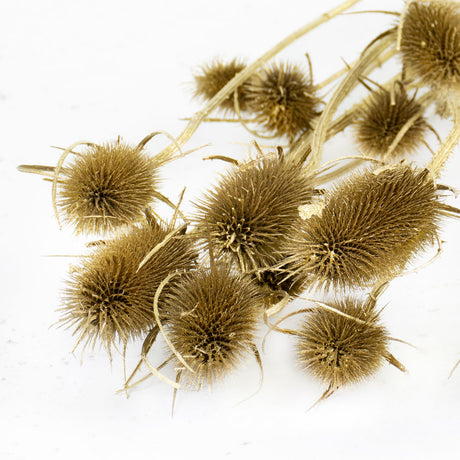 Chardon Thistle, Gold