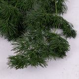 A close up of the deep green fern leaves