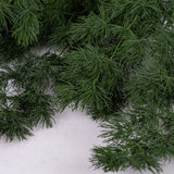 A close up of the deep green fern leaves