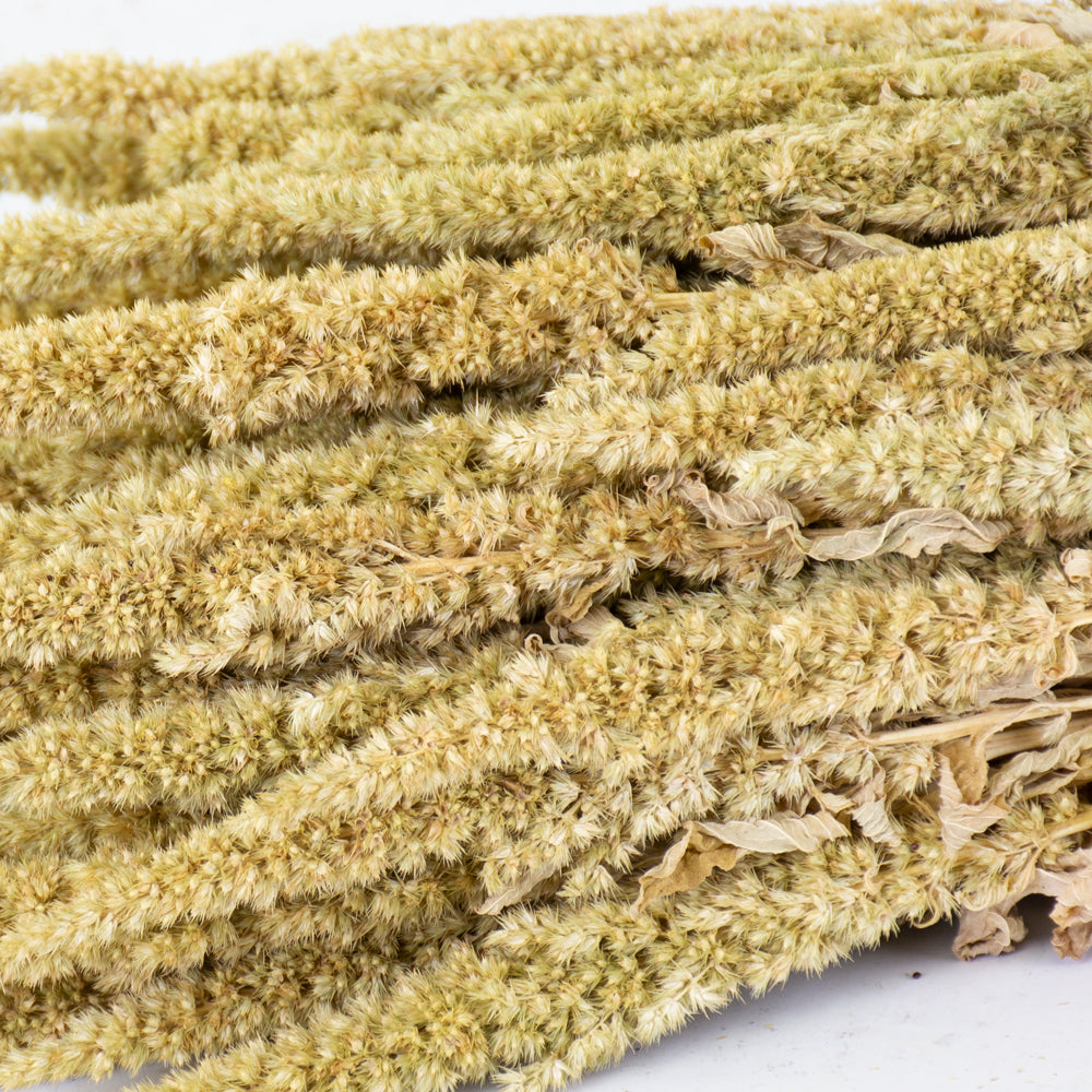 A close up of fluffy seed spikes in a natural light green/cream colour