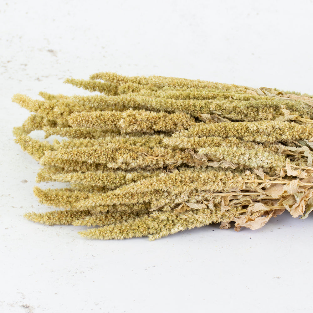 Long finger shaped flower heads, light green in colour and fluffy looking