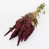 A bunch of Amaranthus in it's natural red colour, the red is a deep wine colour. Flowers are long and bushy with green leaves.