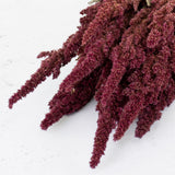 A bunch of Amaranthus in it's natural red colour, the red is a deep wine colour.