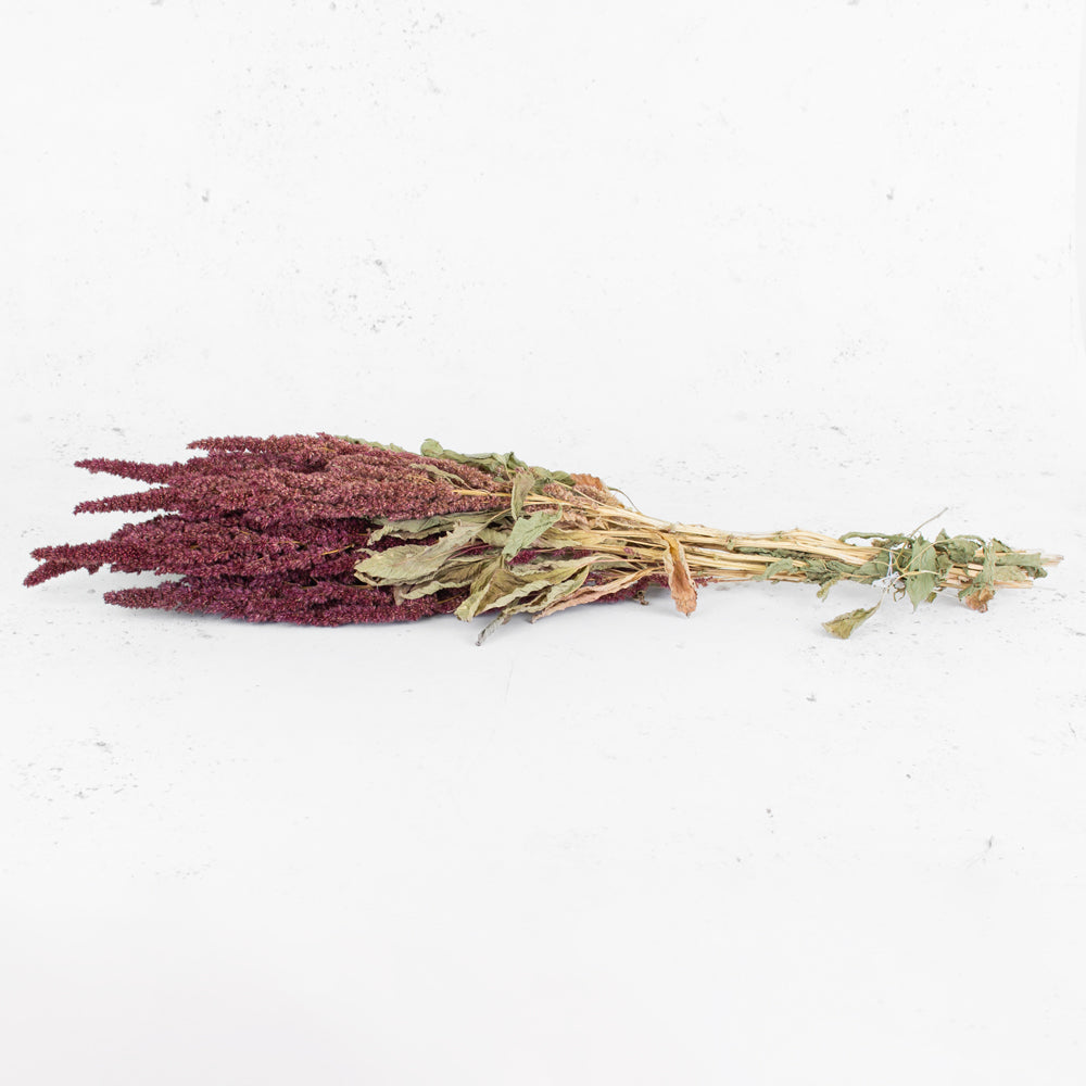 A bunch of Amaranthus in it's natural red colour, the red is a deep wine colour. Flowers are long and bushy with green leaves and light coloured stems