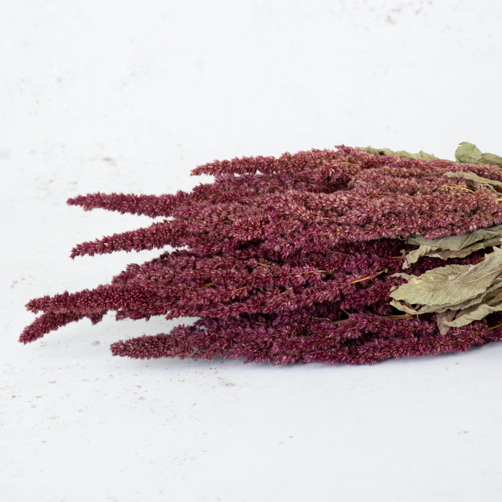 A bunch of Amaranthus in it's natural red colour, the red is a deep wine colour. Flowers are long and bushy with green leaves