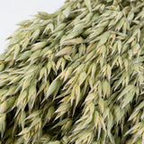 Oat seed heads in a light green colour