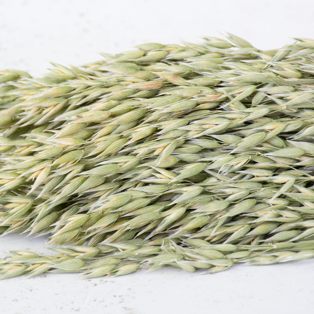 A close up of natural oat seed heads,  they are a light green colour