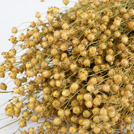 A bunch of long natural yellow stems with round flower head balls