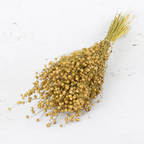 A bunch of long natural yellow stems with round flower head balls