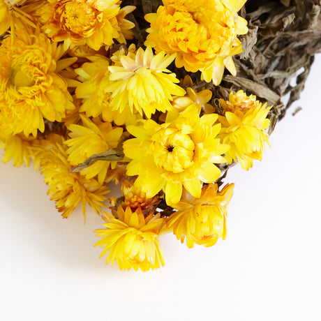 Straw Flower, Helichrysum, Dried, Natural Yellow