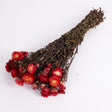 Dried Helichrysum or Straw Flower.  Colour is Copper Red.  Image shows a bunch.