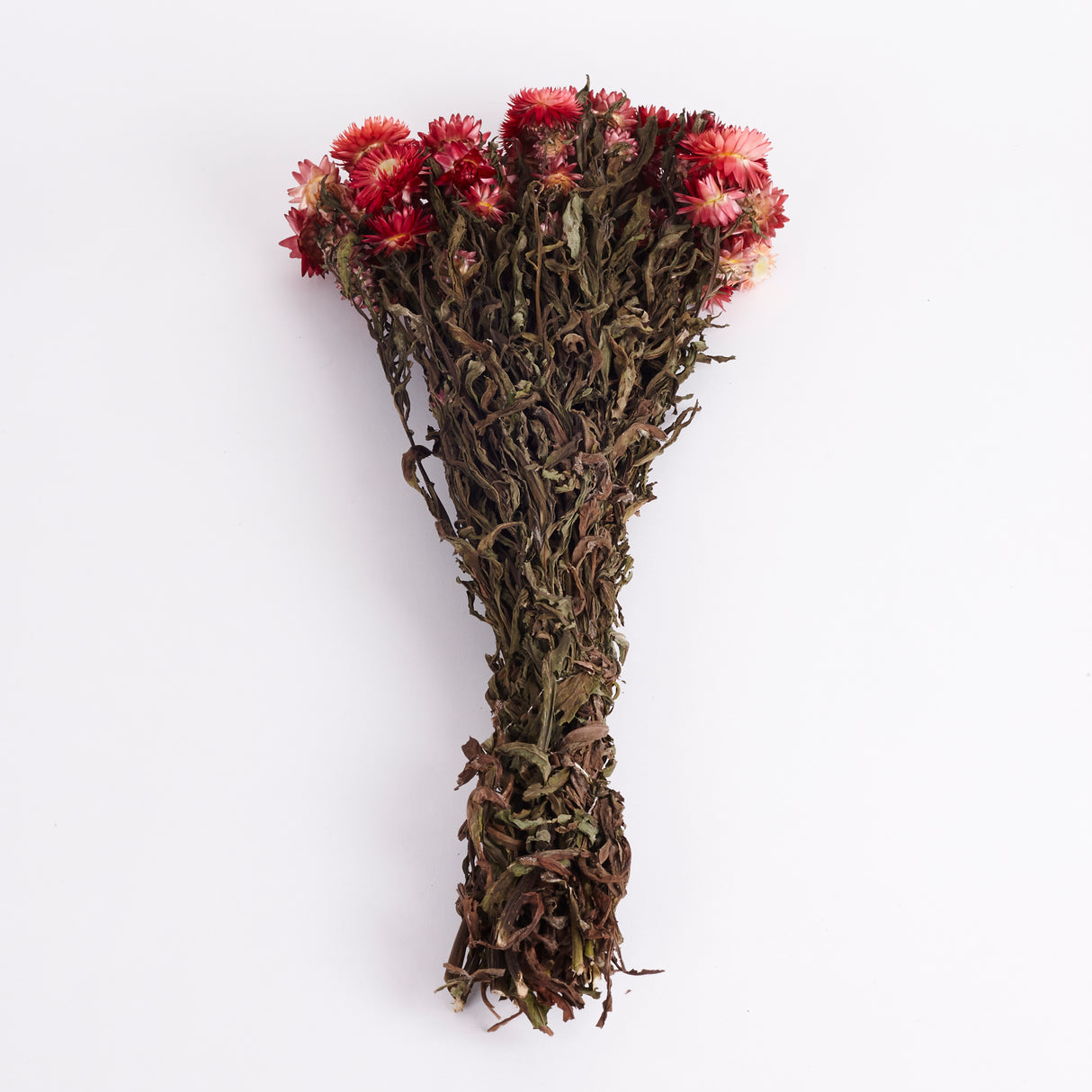 Straw Flower, Helichrysum, Dried, Natural Copper Red