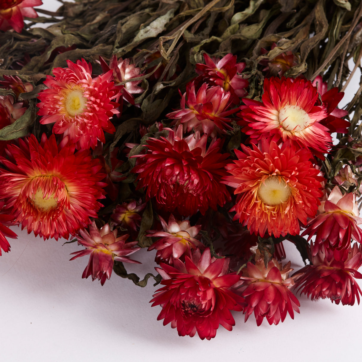 Close up image of Copper Red Helichrysum Flower Heads with yellow centres.  Dried to preserve this beautiful colour.