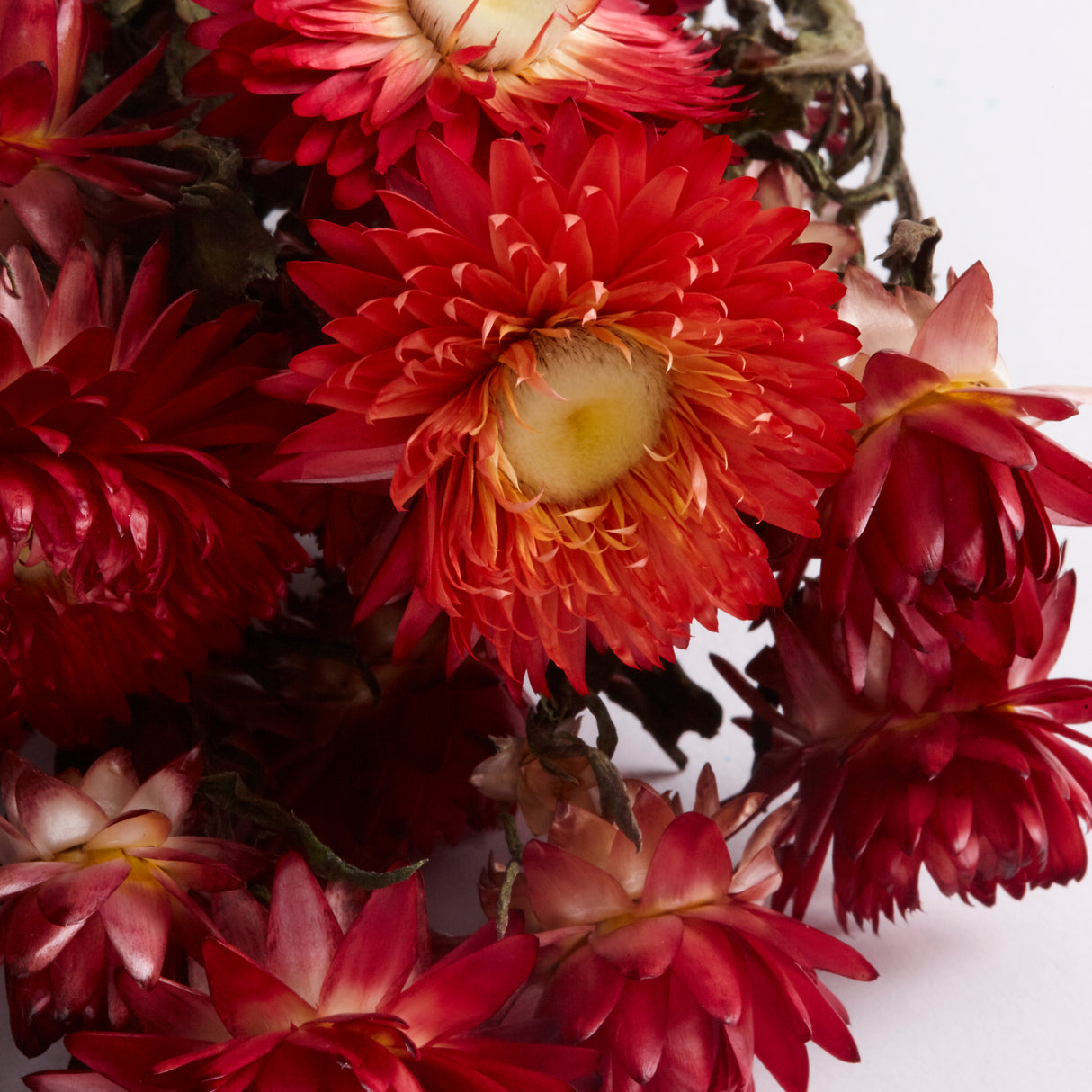 Straw Flower, Helichrysum, Dried, Natural Copper Red