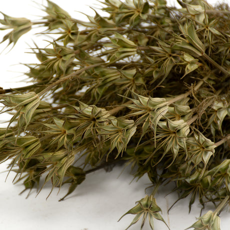 Nigella orientalis, Dried, Natural Bunch