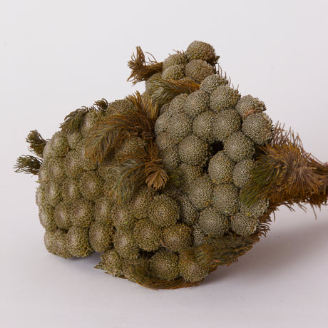 Brunia Albiflora, Preserved, Grey/Green, 75g Bunch