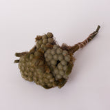 Brunia Albiflora (Verdissimo), Preserved, Grey/Green, 75g Bunch