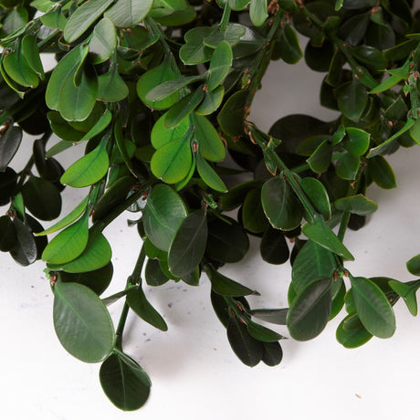 Buxus sempervirens, (Boxwood), Preserved, Green, Bunch