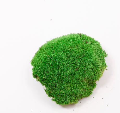 Ball Moss, Preserved, Green, 250g Box