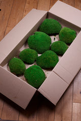 Ball Moss (Pole Moss) XL, Preserved, Green, 1.2kg Box