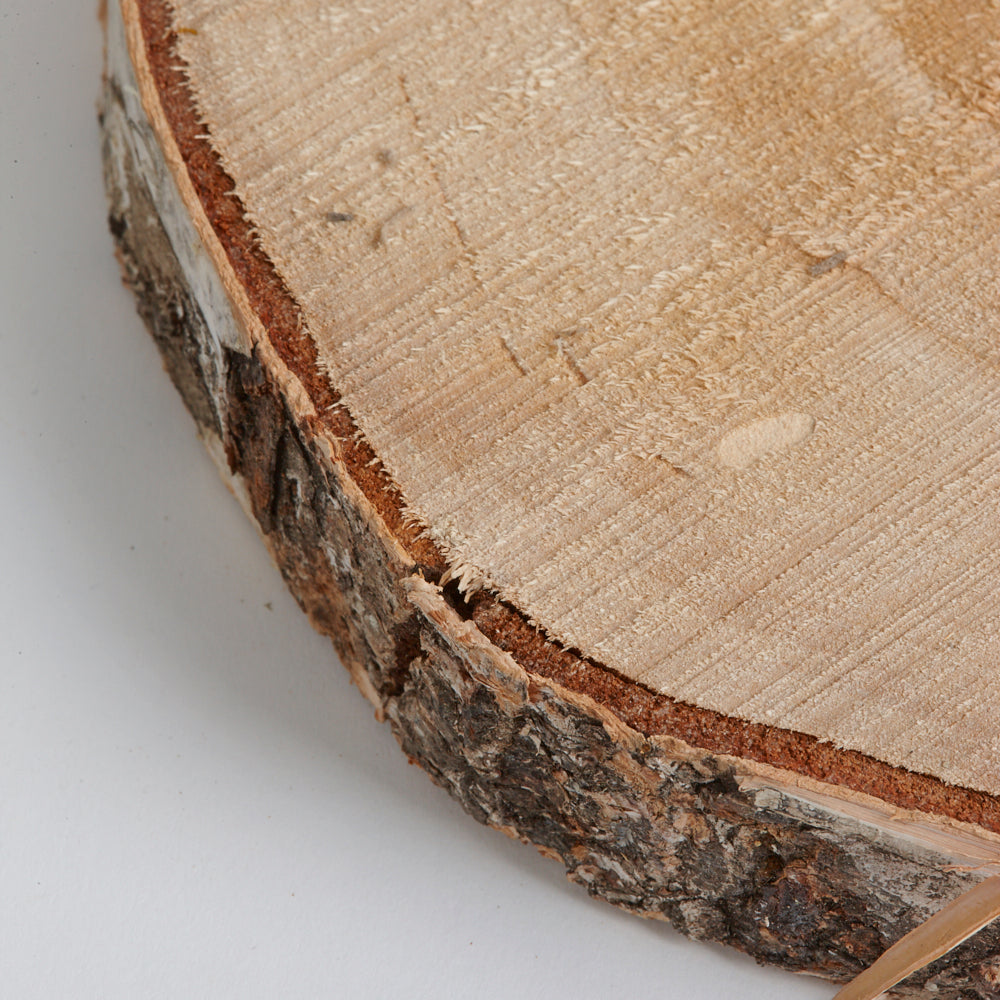 Silver Birch Slice, 19-22cm diameter, Each