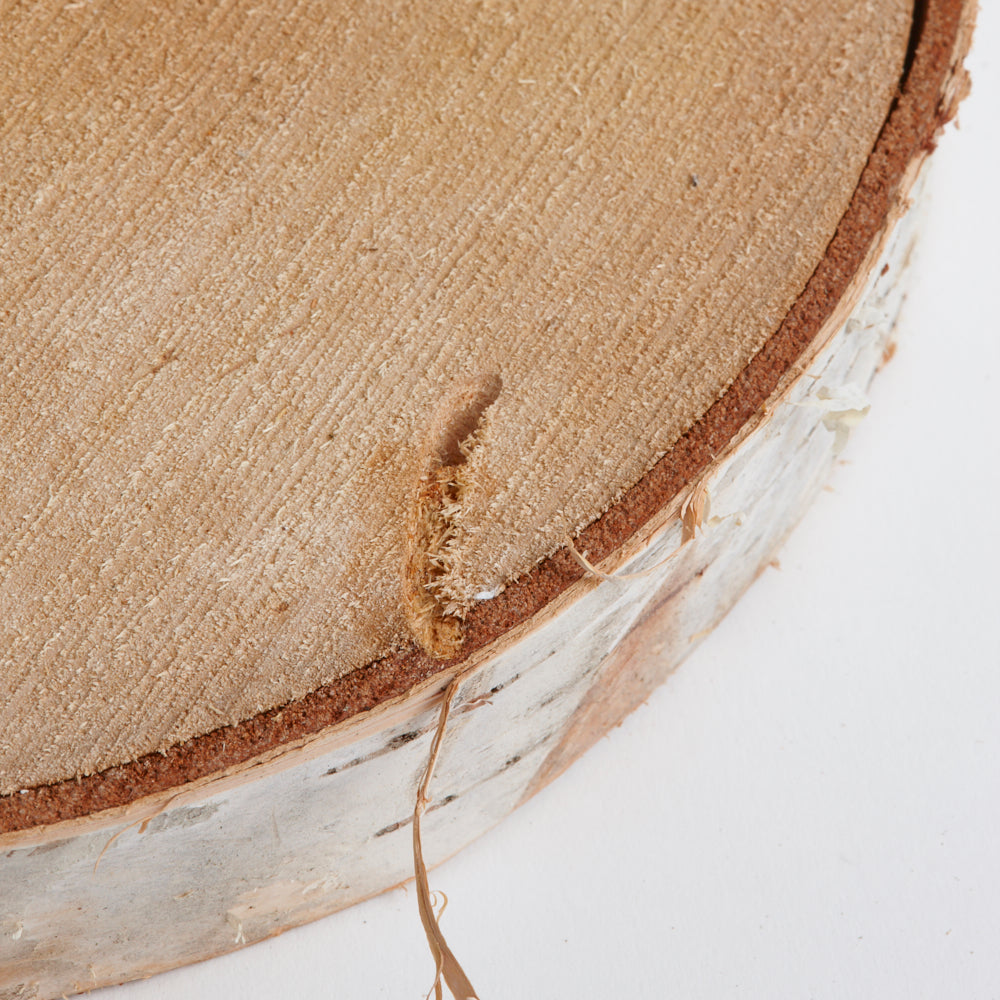 Silver Birch Slice, 19-22cm diameter, Each