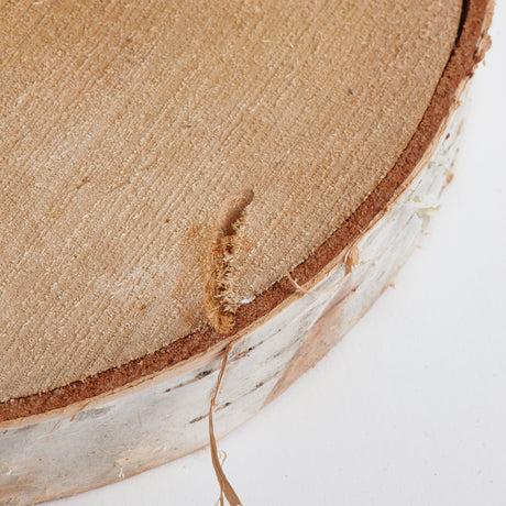 Silver Birch Slice, 19-22cm diameter, Each