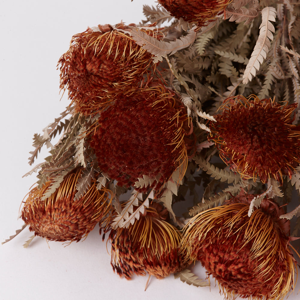 Banksia Dryandra, Natural Orange, Bunch x 10 Stems