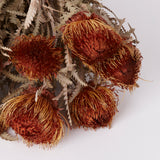 Banksia Dryandra, Natural Orange, Bunch x 10 Stems