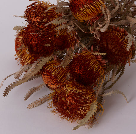 Banksia Dryandra, Natural Orange, Bunch x 10 Stems