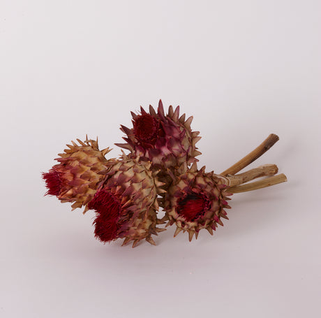 Cynara, (Artichoke Flower), Dried, Natural, Bunch x 5 Stems