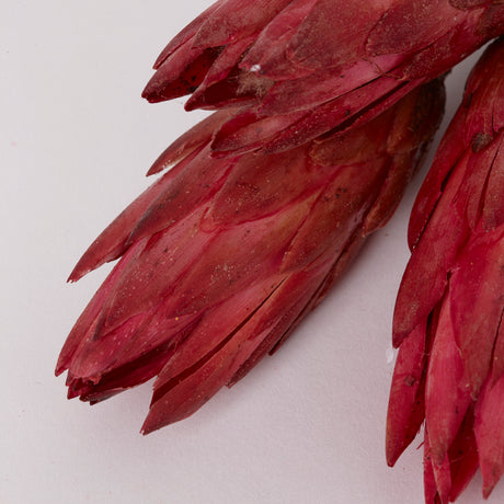 Protea Repens, Dried, Natural Pink, Bunch x 3