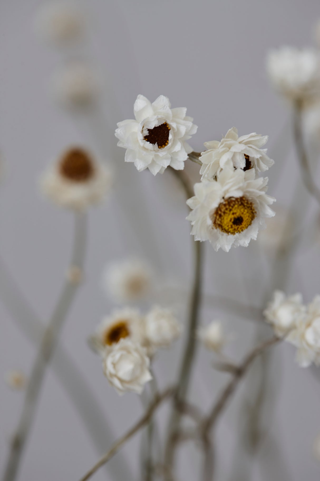 Amobium (sandflower), British, Organic, Natural White, Bunch x 10