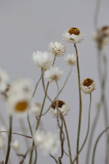 Amobium (sandflower), British, Organic, Natural White, Bunch x 10