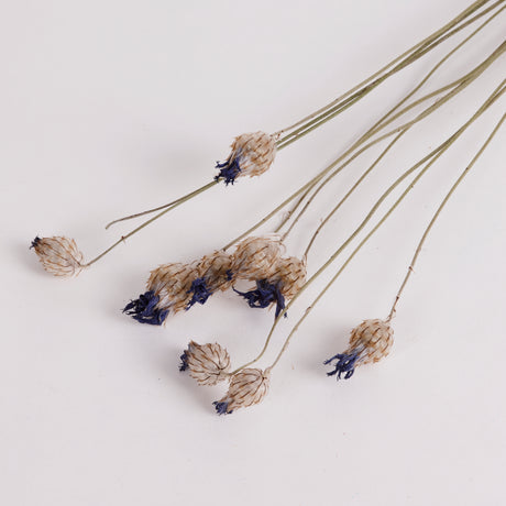 Image shows dried Catanache (cupids dart) with delicate seed heads with dried purple/blue flower heads.  Sold as a 10 stem bunch.