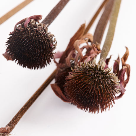 Image shows a close up of a dried echinacea flower head.