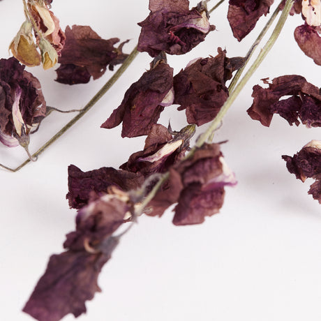 Close up of a bunch of British Sweet Peas, natural dried and sold as a bunch