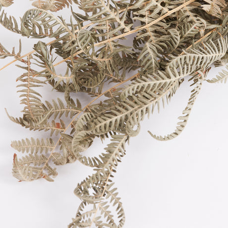 Close up image of dried bracken fronds.